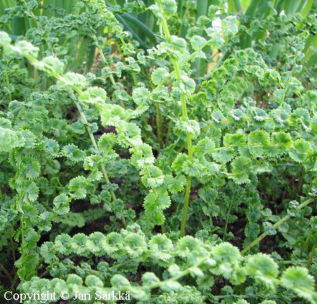 Athyrium filix-femina 'Frizelliae', soreahiirenporras